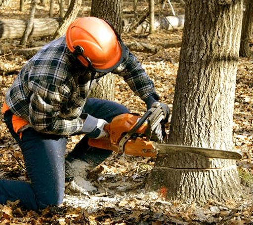 Tree Removal in Puryear, TN
